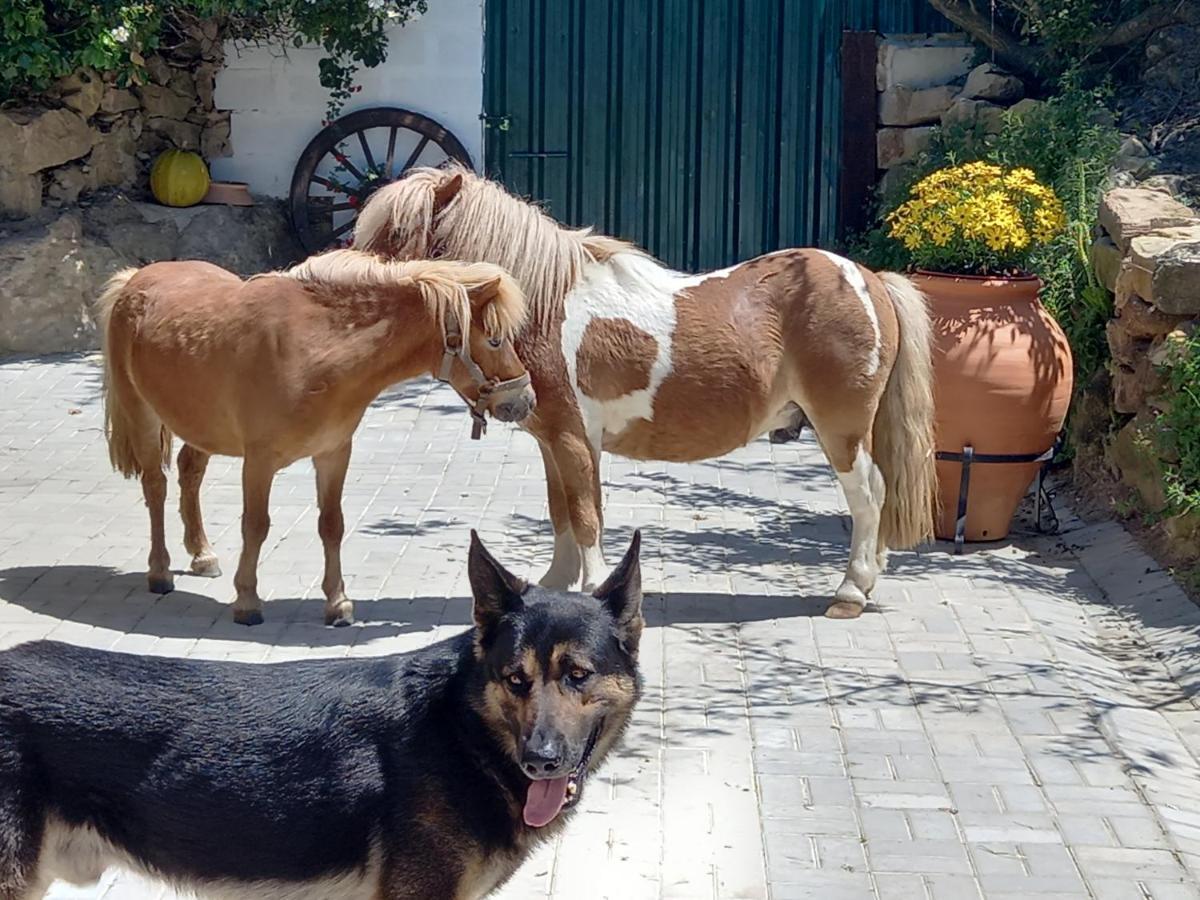 Casinha De Campo- Quintinha Dos Cavalos- アルダ・ドス・ヴィーニョス エクステリア 写真