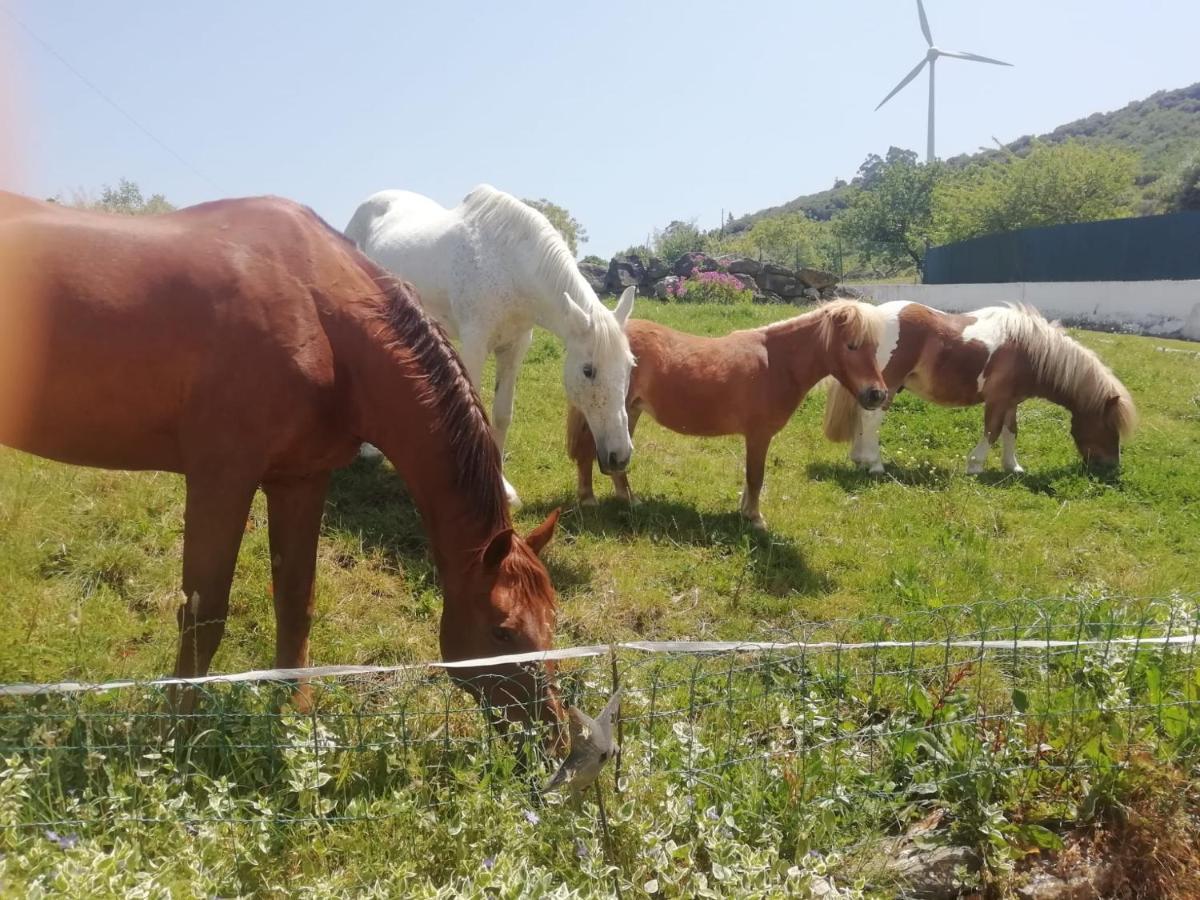 Casinha De Campo- Quintinha Dos Cavalos- アルダ・ドス・ヴィーニョス エクステリア 写真